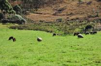Ovelhas aproveitam o dia de sol em São José dos Ausentes - RS